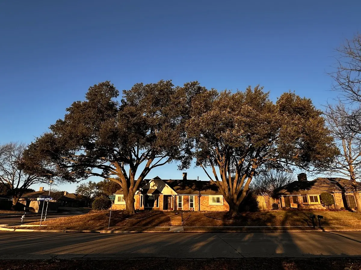 Established residential canopy tree shading a home in Kirklin